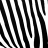 Baumzebra