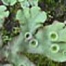 Marchantia