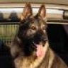 dingo