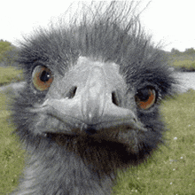 ostrich-what.gif