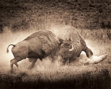 bulls-fighting.jpg
