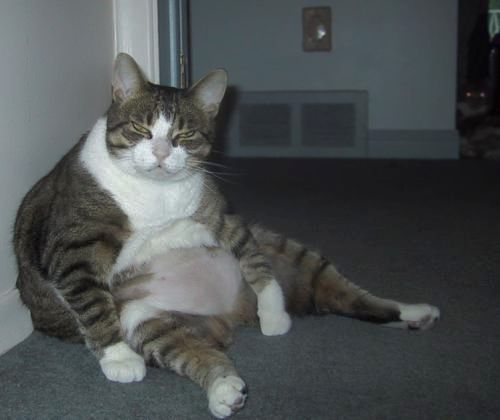 dickeKatze.jpg